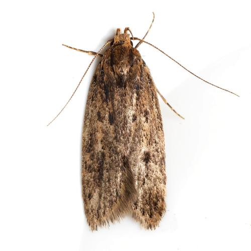 Hofmannophila pseudospretella
